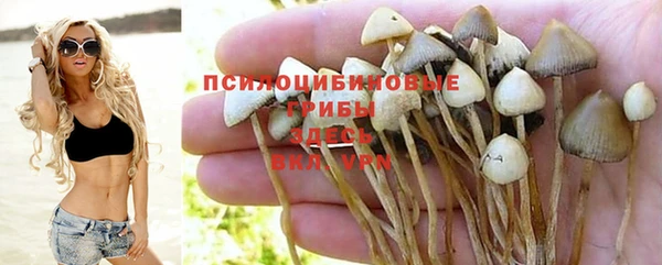 PSILOCYBIN Белокуриха